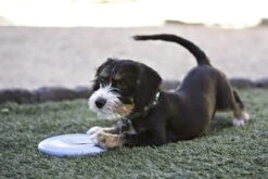 Kong Puppy Flyer Assorti -Goedkope Dierenwereld XL winkel 0035585131160 met hond