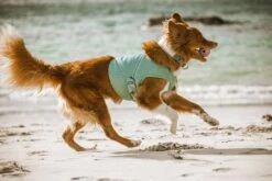 Hurtta Cooling Wrap Aquamarine 19 Hurtta Cooling Wrap Aquamarine -Goedkope Dierenwereld XL winkel 0227271 met hond