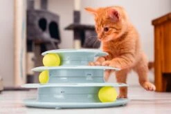 Beeztees Kitten Speeltoren Bo Mint -Goedkope Dierenwereld XL winkel 0440416 sfeer1