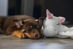 Beeztees Puppy Knuffeldoek Unicorn M -Goedkope Dierenwereld XL winkel 0619491 sfeer3