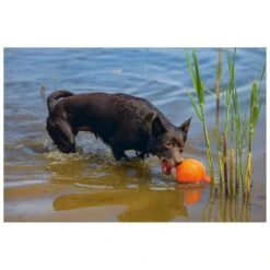 Beeztees Apportino Bal -Goedkope Dierenwereld XL winkel 0625880 3