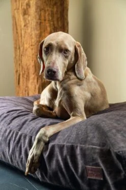 Designed By Lotte Hondenkussen Unnay Bruin -Goedkope Dierenwereld XL winkel 0716075 sfeer1