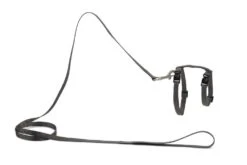 Beeztees Kattentuig Uni Met Lijn 26 Beeztees Kattentuig Uni Met Lijn -Goedkope Dierenwereld XL winkel 0730482