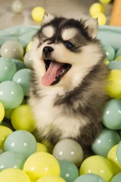 Beeztees Puppy Ballenbad Funchie Grijs/groen -Goedkope Dierenwereld XL winkel 0795858 sfeer2