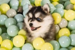 Beeztees Puppy Speelballen Voor Ballenbad 200 St -Goedkope Dierenwereld XL winkel 0795860 sfeer3