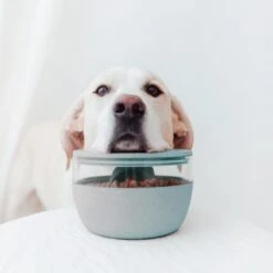 District 70 Treat Jar Ice Blue -Goedkope Dierenwereld XL winkel 2J8A7537 1