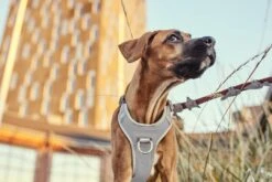 Hurtta Harnas Venture No-Pull Shadow 5 Hurtta Harnas Venture No-Pull Shadow -Goedkope Dierenwereld XL winkel 6410329340505 met hond 1