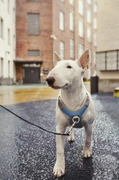 Hurtta Harnas Venture No-Pull Bilber 5 Hurtta Harnas Venture No-Pull Bilber -Goedkope Dierenwereld XL winkel 6410329340550 met hond 2