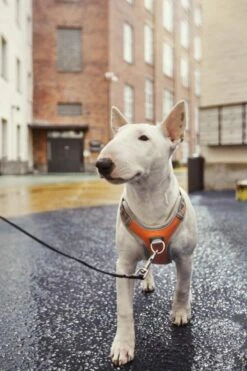 Hurtta Harnas Venture No-Pull Buckthorn -Goedkope Dierenwereld XL winkel 6410329340604 met hond 2