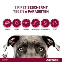 Advantix 40 6 Pipetten -Goedkope Dierenwereld XL winkel Advantix pipettegen6parasieten 1
