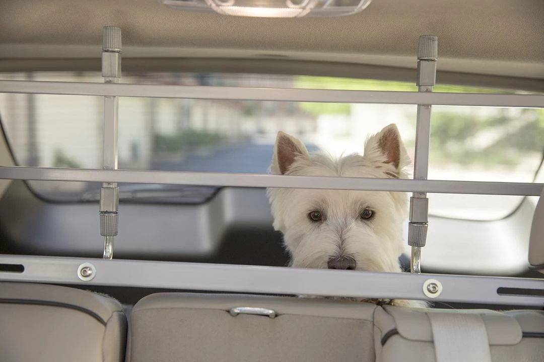 PetEgo K9 Keeper Autorek Zilver 4 PetEgo K9 Keeper Autorek Zilver - Afbeelding 4