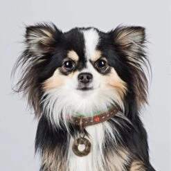 Dog With A Mission Halsband Joplin -Goedkope Dierenwereld XL winkel joplin sfeer