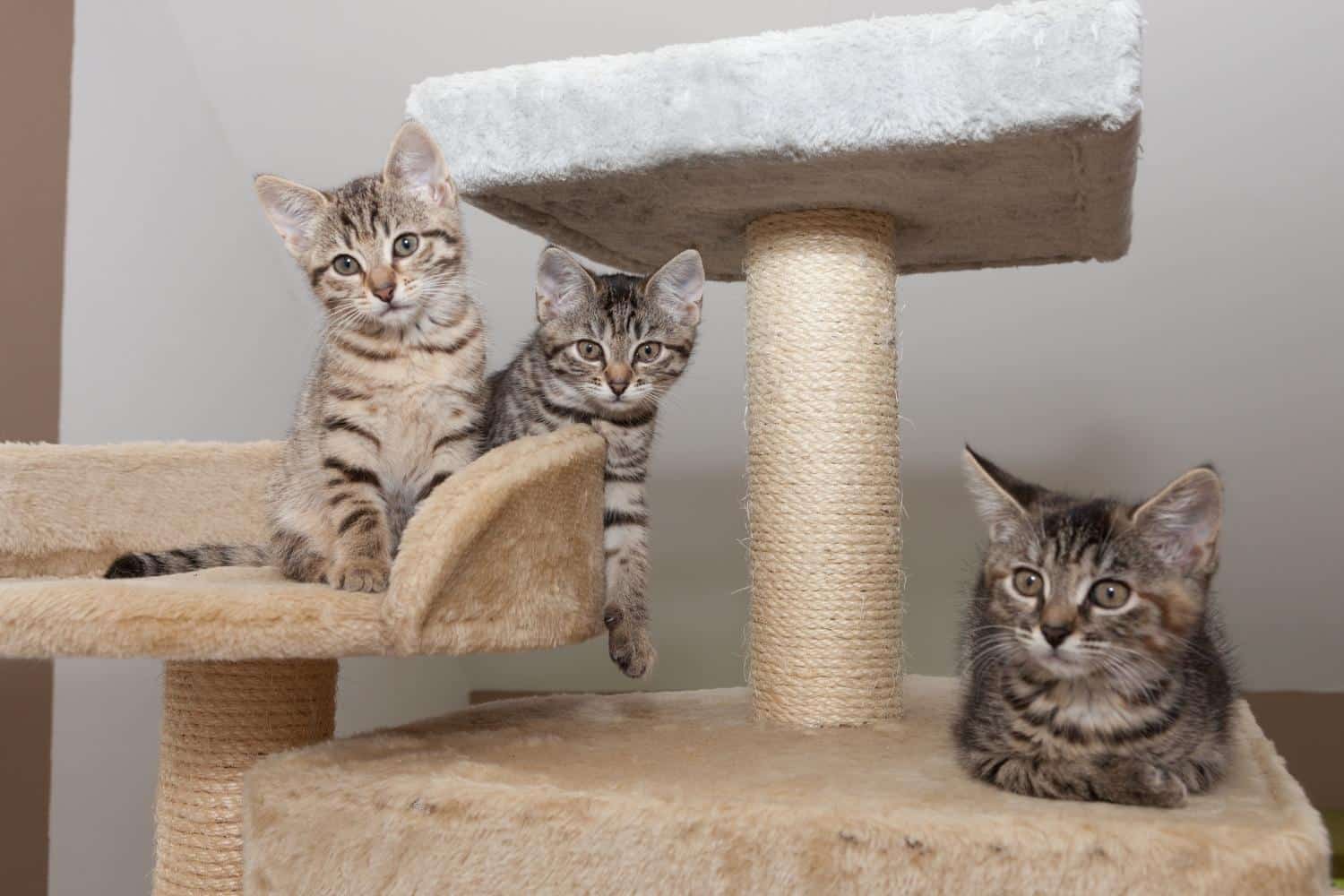 Goedkope Dierenwereld XL winkel -Goedkope Dierenwereld XL winkel krabpalen en krabmeubelen categorie foto