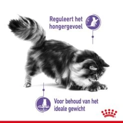 Royal Canin Kattenvoer Appetite Control Care 3,5 Kg -Goedkope Dierenwereld XL winkel royal canin appetite control care gesteriliseerd volwassen kat bedelgedrag hero usp