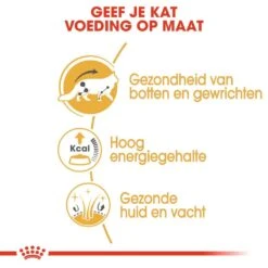 Royal Canin Kattenvoer Maine Coon Adult 12 X 85 Gr -Goedkope Dierenwereld XL winkel royal canin maine coon adult natvoer volwassen kat maine coon van 15 maanden tot 12 jaar hero usp