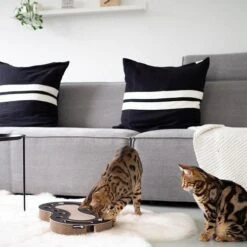 District 70 SNAKE Black -Goedkope Dierenwereld XL winkel snake zwart 2