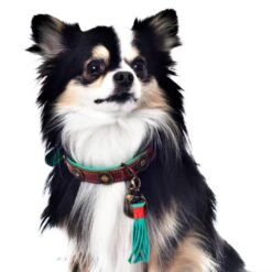 Dog With A Mission Halsband Urban -Goedkope Dierenwereld XL winkel urban 2cm halsband2