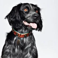 Dog With A Mission Halsband Urban -Goedkope Dierenwereld XL winkel urban25cm halsband2